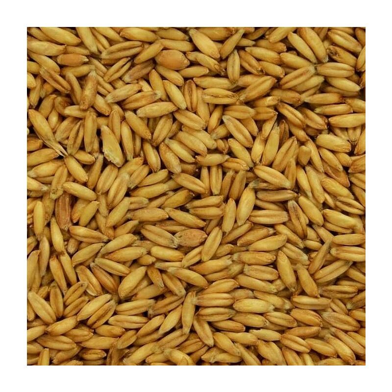 Nackthafer, keimfähig