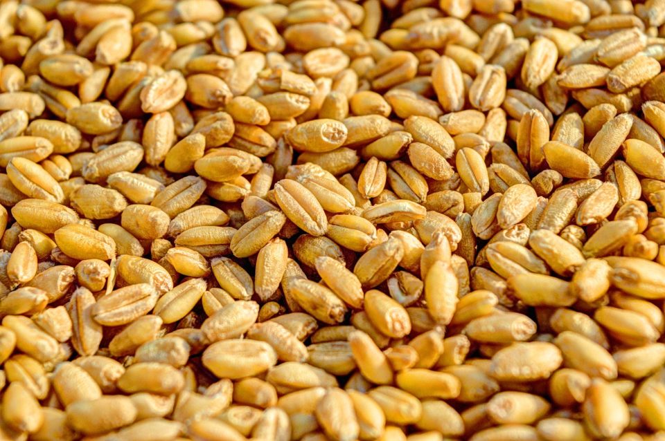 BIO Weizen ganzes Korn