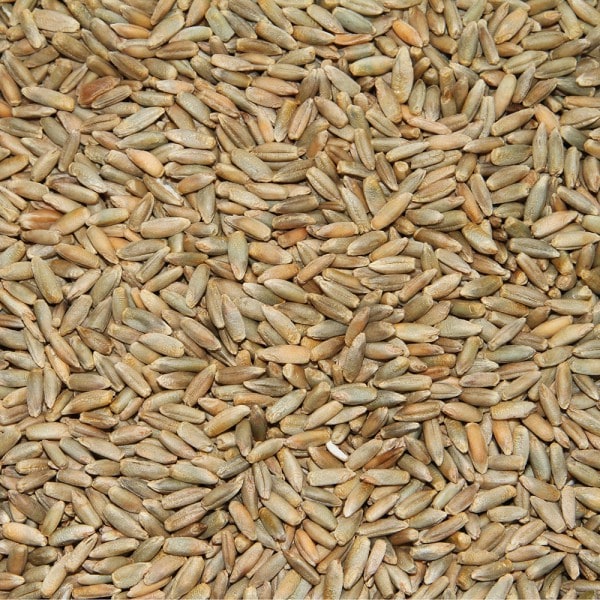 Bio Roggen Getreide 1 kg