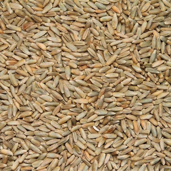 Bio Roggen ganzes Korn