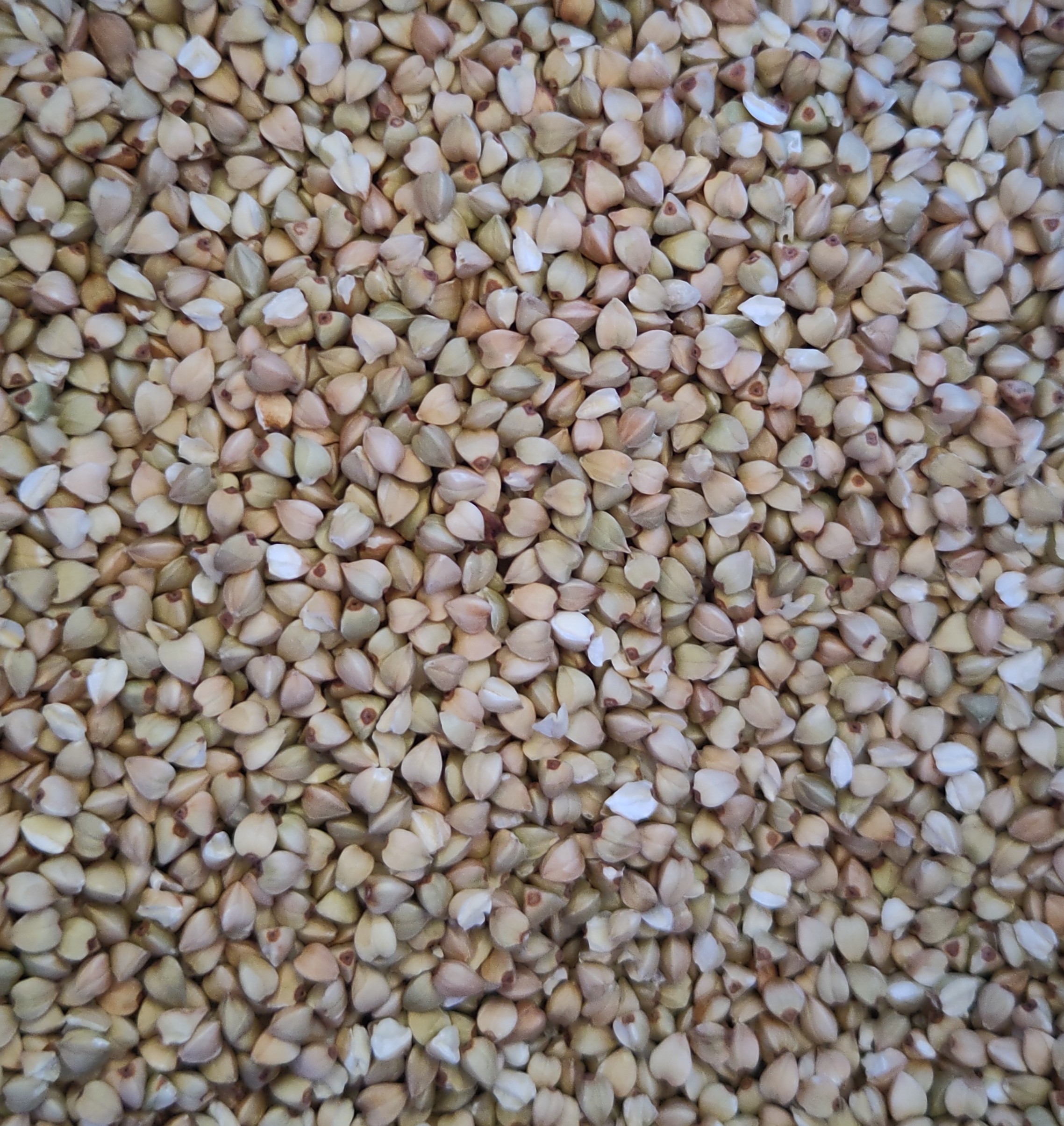 BIO Buchweizen geschält